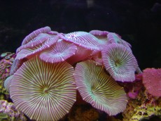 Mehke korale, LPS, SPS POLIPI Discosoma metalic mushrooms 