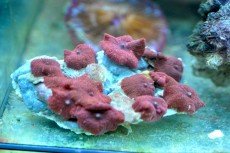 Mehke korale, LPS, SPS POLIPI Discosoma red