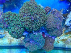 Mehke korale, LPS, SPS POLIPI RICORDEA GREEN PINK