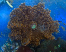 Mehke korale, LPS, SPS POLIPI Rhodactis