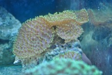 Mehke korale, LPS, SPS POLIPI Ricordea buble