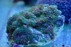 Mehke korale, LPS, SPS POLIPI Ricordea green