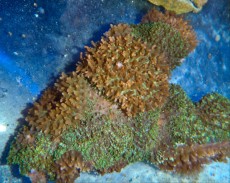 Mehke korale, LPS, SPS POLIPI Ricordea green orange