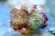 Mehke korale, LPS, SPS POLIPI Ricordea rose