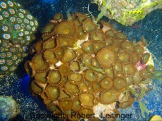 Mehke korale, LPS, SPS POLIPI ZOANTHUS BROWN INDONEZIJA