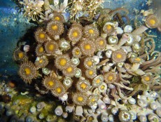Mehke korale, LPS, SPS POLIPI ZOANTHUS BROWN YELLOW