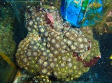 Mehke korale, LPS, SPS POLIPI ZOANTHUS INDONEZIJA