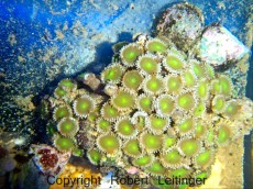 Mehke korale, LPS, SPS POLIPI ZOANTHUS INDONEZIJA YELLOW