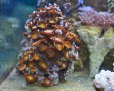 Mehke korale, LPS, SPS POLIPI Zoathus brown