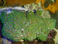Mehke korale, LPS, SPS POLiPI ZOANTHUS GREEN INDONEZIJA