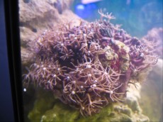 Mehke korale, LPS, SPS RASTLINA CLAVULARIA VIRIDIS WHITE