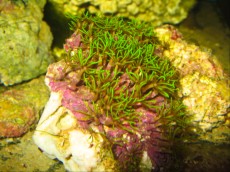 Mehke korale, LPS, SPS RASTLINA clavularia viridis sp