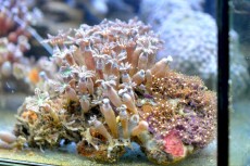 Mehke korale, LPS, SPS RASTLINA cornularia