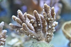 Mehke korale, LPS, SPS SPS ACROPORA BROWN SMALL