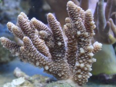 Mehke korale, LPS, SPS SPS acropora brown