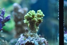 Mehke korale, LPS, SPS SPS acropora nana
