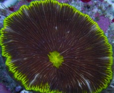 Mehke korale, LPS, SPS korale - akvarij  11 