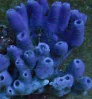 Mehke korale, LPS, SPS korale - akvarij  13 