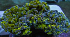 Mehke korale, LPS, SPS korale - akvarij  14 