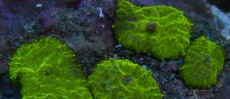 Mehke korale, LPS, SPS korale - akvarij  16 
