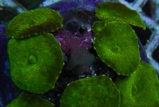 Mehke korale, LPS, SPS korale - akvarij  17 