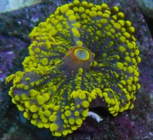Mehke korale, LPS, SPS korale - akvarij  18 