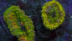Mehke korale, LPS, SPS korale - akvarij  19 