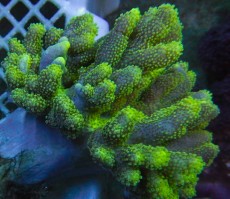 Mehke korale, LPS, SPS korale - akvarij  1 