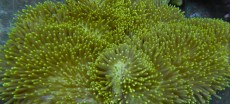 Mehke korale, LPS, SPS korale - akvarij  21 