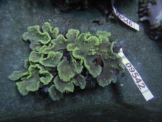 Mehke korale, LPS, SPS korale - akvarij  22 