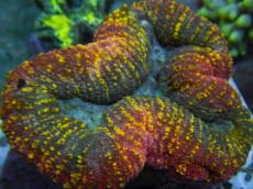 Mehke korale, LPS, SPS korale - akvarij  23 