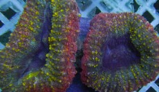 Mehke korale, LPS, SPS korale - akvarij  24 
