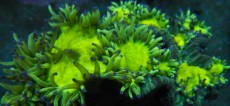 Mehke korale, LPS, SPS korale - akvarij  25 