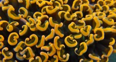 Mehke korale, LPS, SPS korale - akvarij  26 