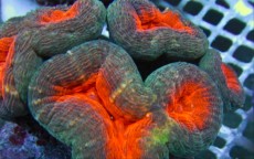 Mehke korale, LPS, SPS korale - akvarij  29 