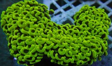 Mehke korale, LPS, SPS korale - akvarij  2 
