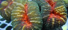 Mehke korale, LPS, SPS korale - akvarij  30 