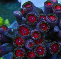 Mehke korale, LPS, SPS korale - akvarij  31 