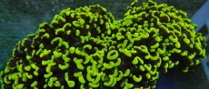 Mehke korale, LPS, SPS korale - akvarij  33 