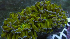 Mehke korale, LPS, SPS korale - akvarij  34 