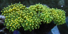 Mehke korale, LPS, SPS korale - akvarij  37 