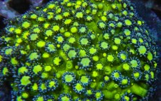 Mehke korale, LPS, SPS korale - akvarij  38 