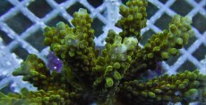 Mehke korale, LPS, SPS korale - akvarij  39 