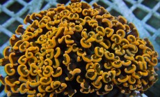 Mehke korale, LPS, SPS korale - akvarij  3 