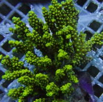 Mehke korale, LPS, SPS korale - akvarij  40 