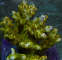 Mehke korale, LPS, SPS korale - akvarij  41 
