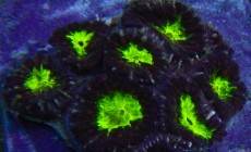 Mehke korale, LPS, SPS korale - akvarij  42 