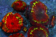 Mehke korale, LPS, SPS korale - akvarij  44 