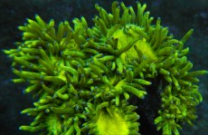 Mehke korale, LPS, SPS korale - akvarij  45 