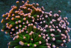 Mehke korale, LPS, SPS korale - akvarij  46 